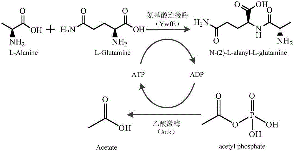 Preparation method of glutamine dipeptide