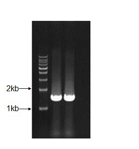 Zymomonas mobilis gene engineering bacterium capable of producing isobutanol and construction method of zymomonas mobilis gene engineering bacteria