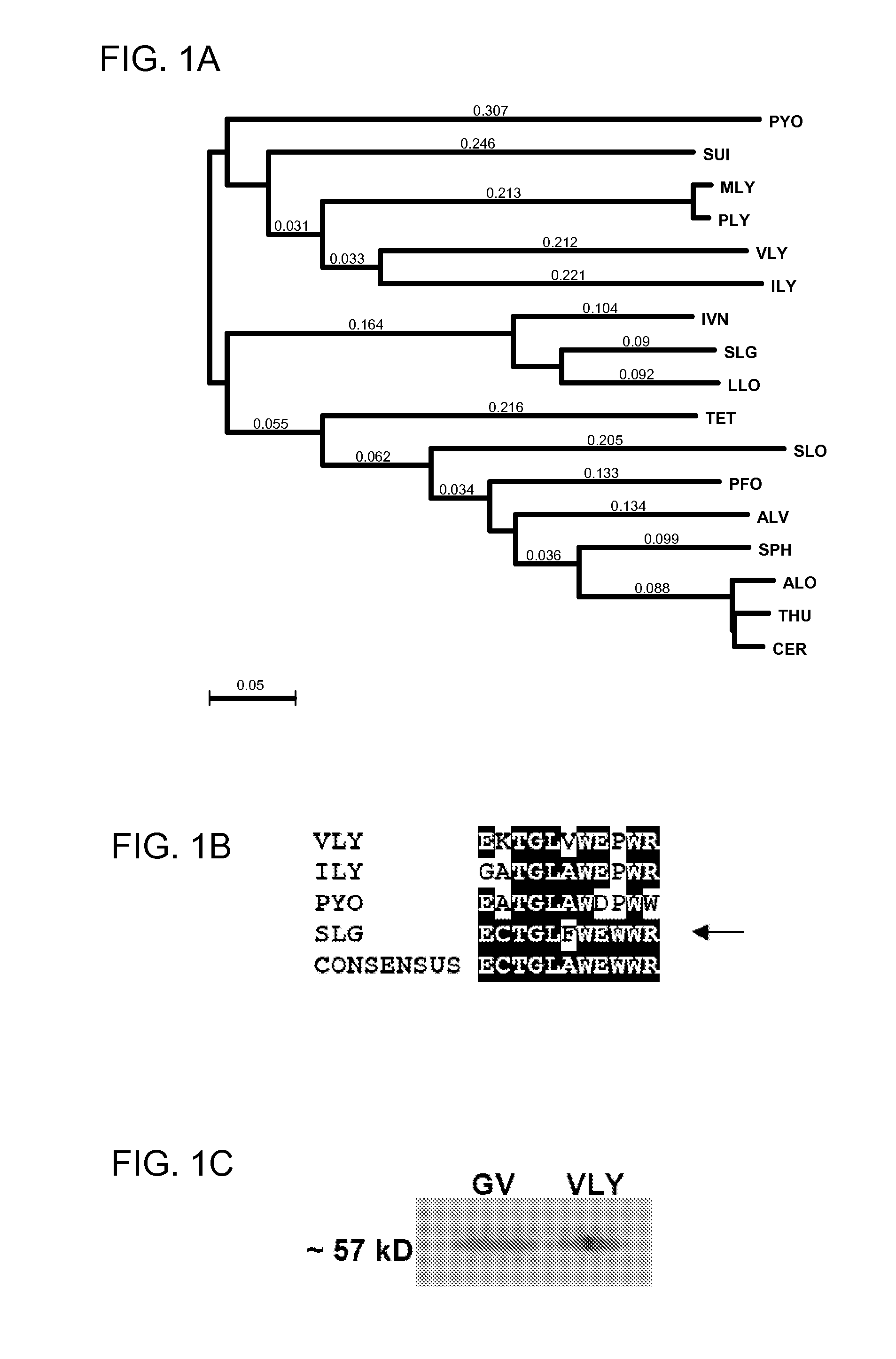 Treatment and Prevention of Gardnerella Vaginalis Infections