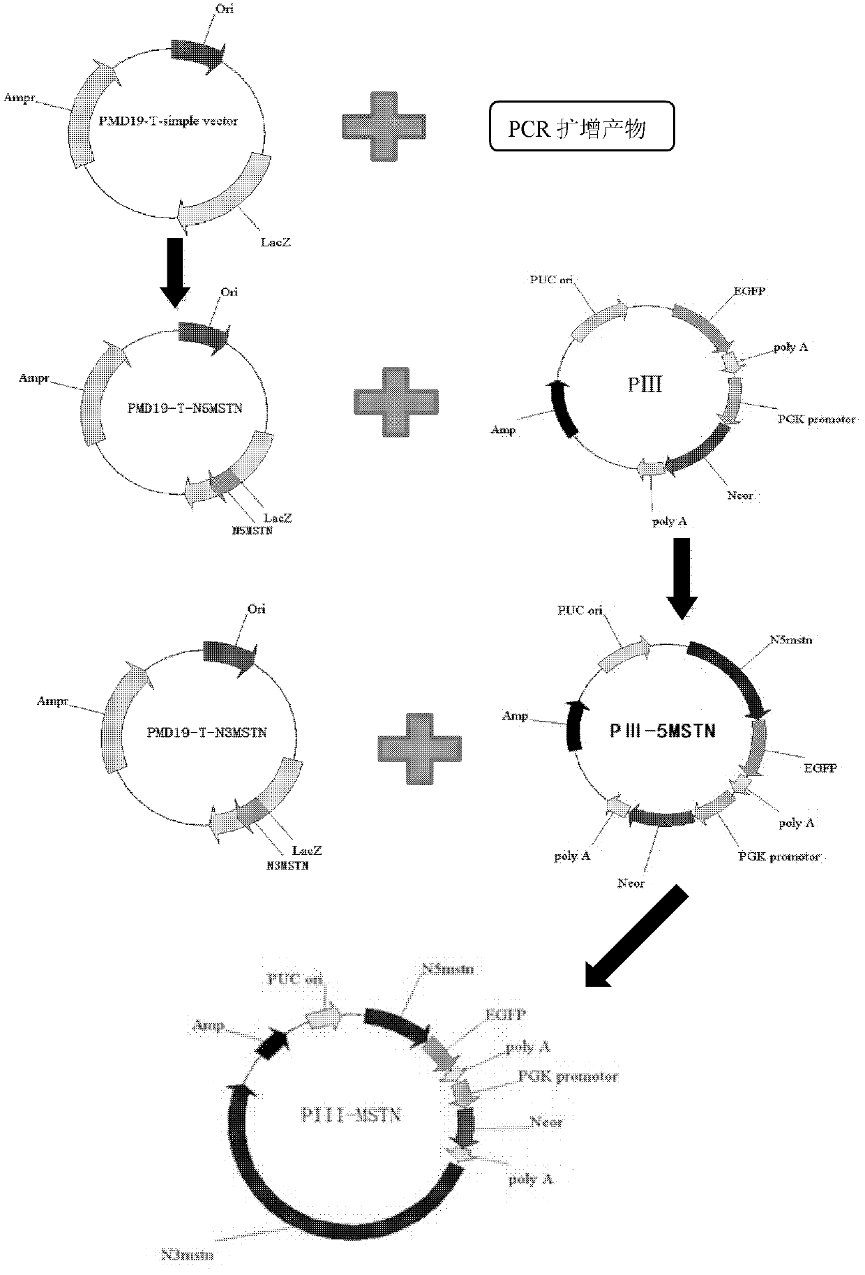 Targeting vector for knockout of bovine MSTN gene and application thereof