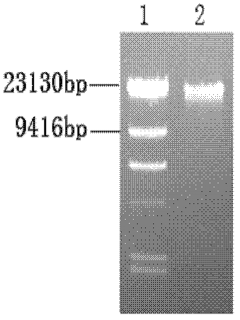 Targeting vector for knockout of bovine MSTN gene and application thereof