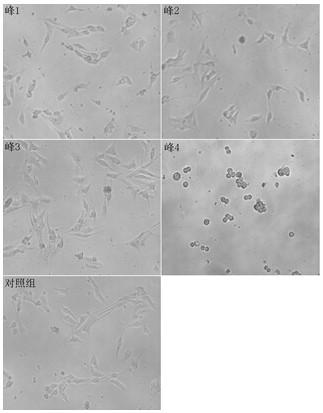 Application of a strain of Bacillus lysinus globosa and its crystal protein and active product