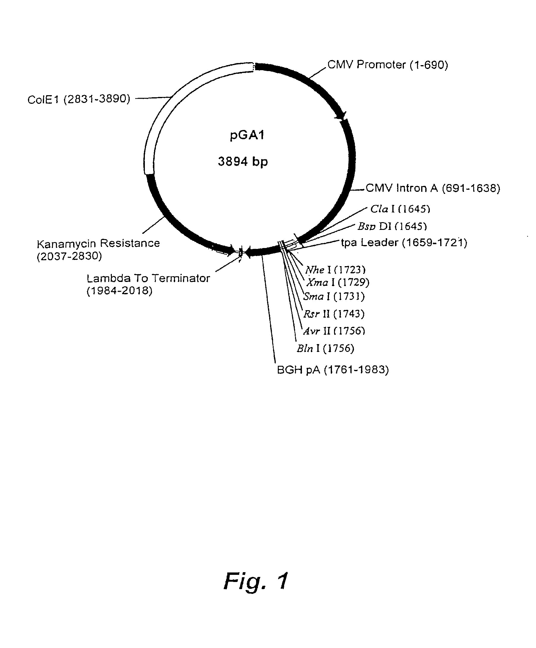 DNA expression vectors and methods of use