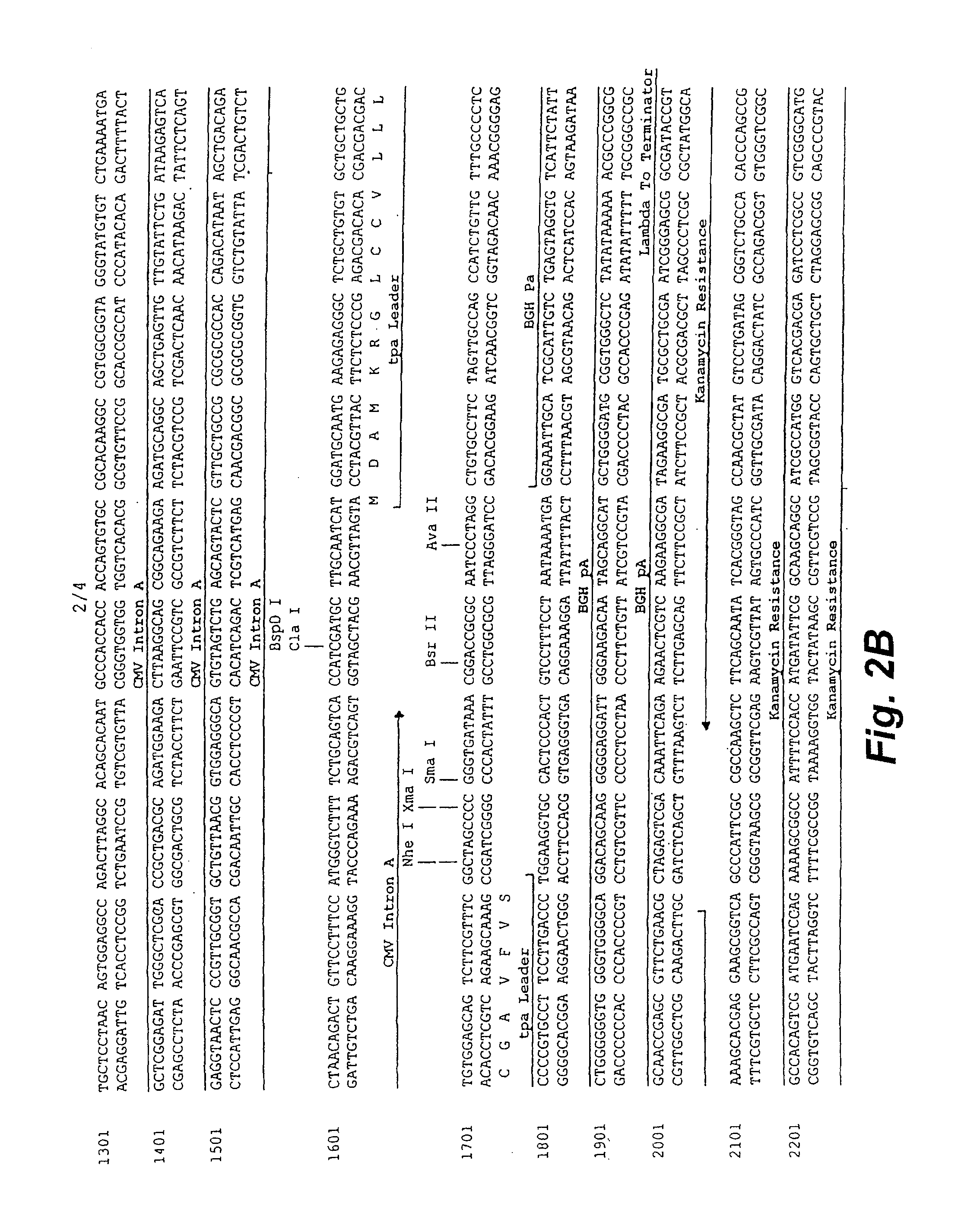 DNA expression vectors and methods of use
