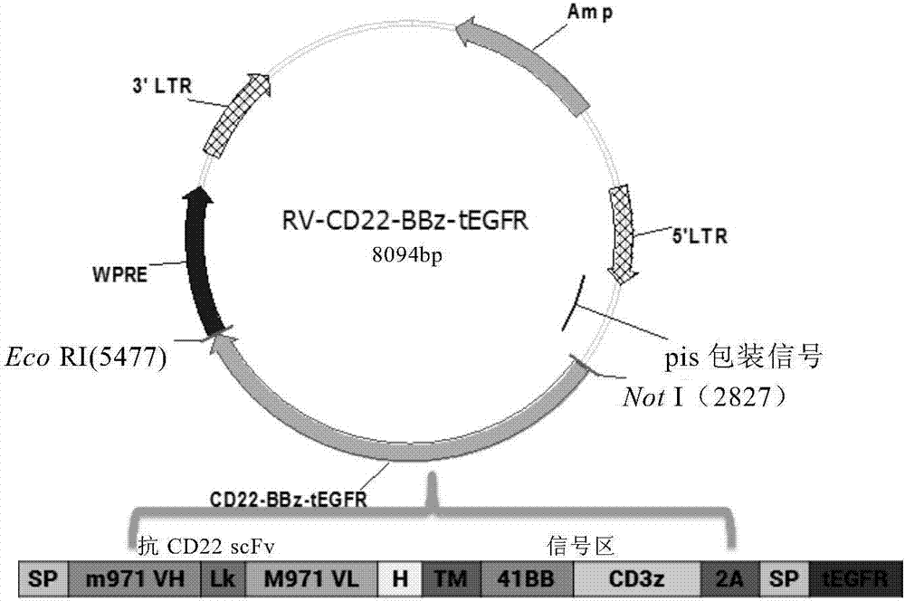 CD22 targeted chimeric antigen receptor and use thereof