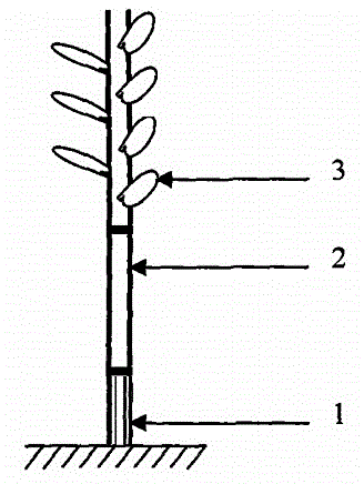 Method for quickly raising seedlings of Fuyou sweet persimmon via interstocks