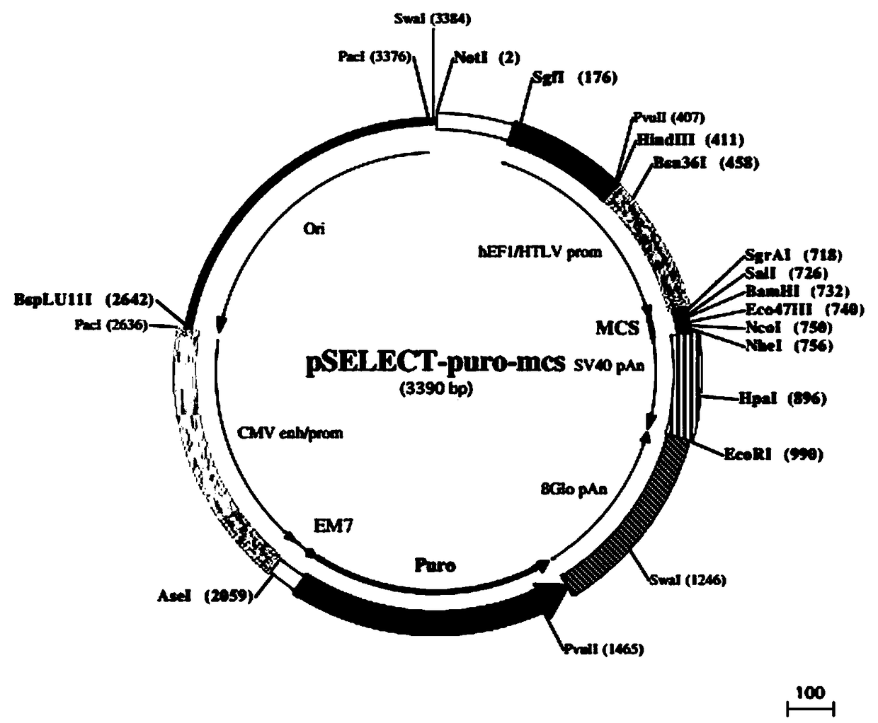 Interleukin 39 specific antagonistic protein and application thereof in treating autoimmune diseases