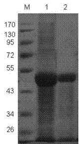 Establishment of hybridoma cell strain for secreting duck NDV (newcastle disease virus)-resisting isolate monoclonal antibody
