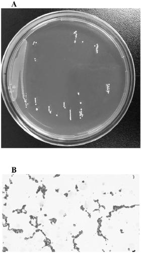 Weissella confusa for increasing content of beta-phenethyl alcohol in soybean sauce and application of weissella confusa