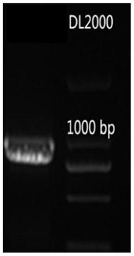 Cattle serine/threonine kinase STK11 interfering adenovirus construction method