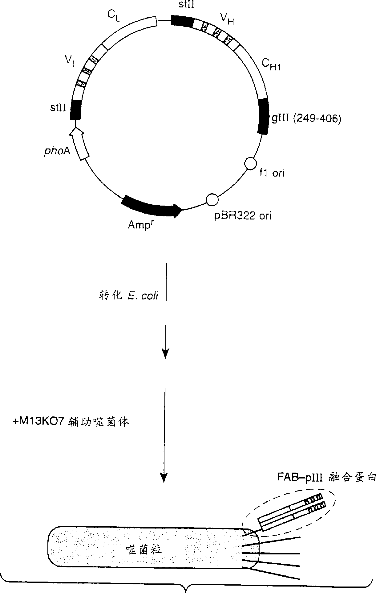 Humanized antibodies and method for forming same