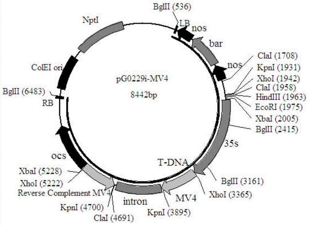 Method for culturing sugarcane mosaic disease-resistance varieties by artificial synthesis of MV4 sequence