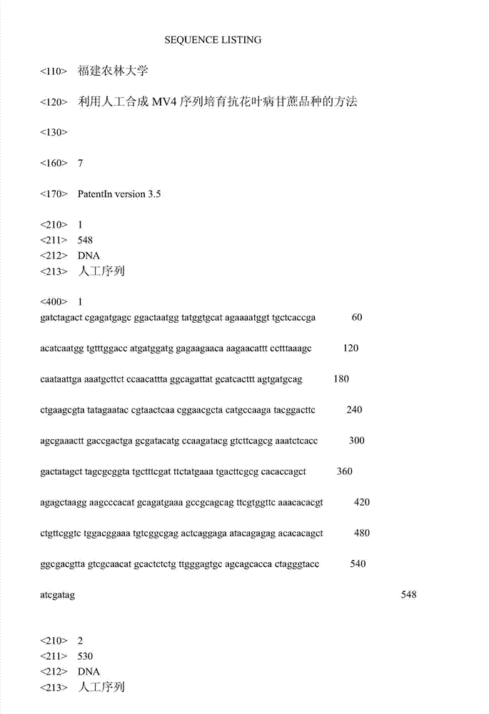 Method for culturing sugarcane mosaic disease-resistance varieties by artificial synthesis of MV4 sequence