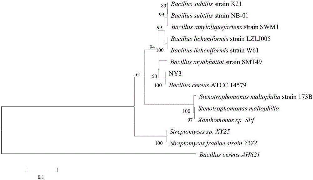 Bacillus cereus strain for preventing and treating melon root rot, and culture method and application thereof