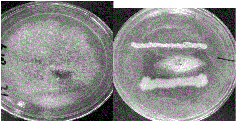 Bacillus cereus strain for preventing and treating melon root rot, and culture method and application thereof