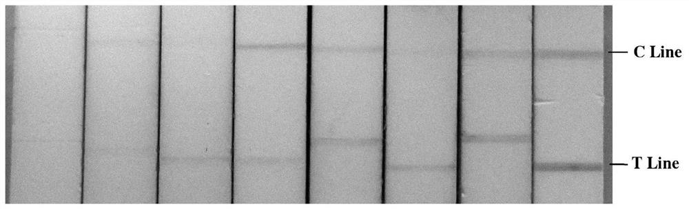 Method for screening double-antibody sandwich nano antibody pair based on lupin allergen Lup an1 nano antibody