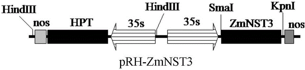 Corn ZmNST3 gene and application