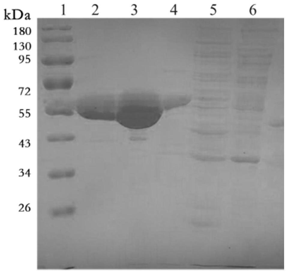 A kind of endocellulase coding gene and its preparation and application
