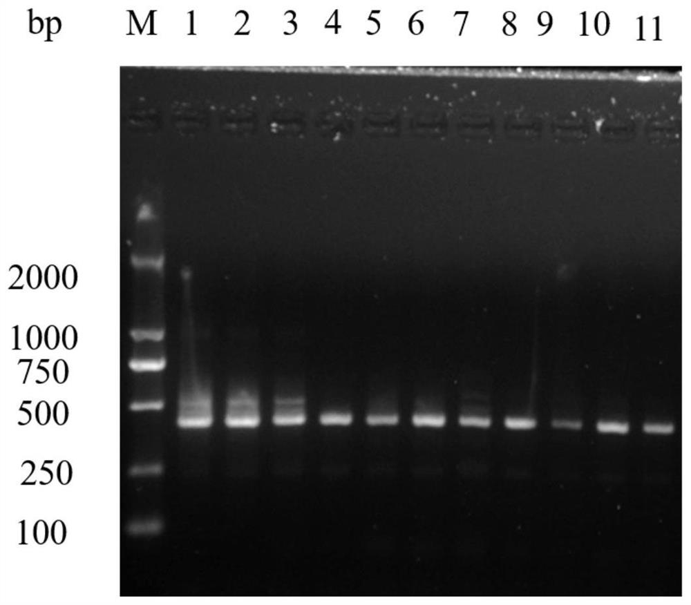 Primer for detecting panda-derived babesia as well as kit and detection method thereof