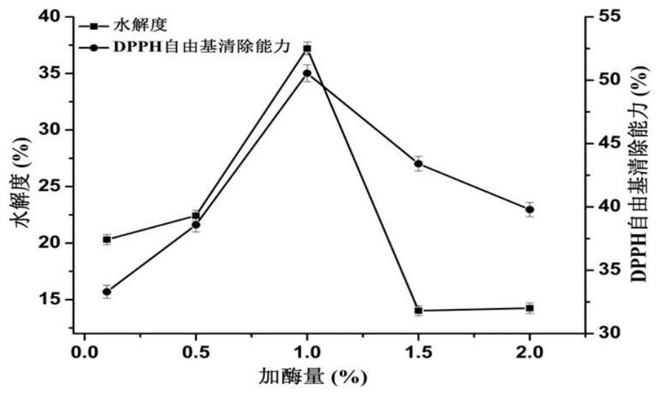 Application of horse bone marrow enzymolysis peptide in preparation of preparation for preventing osteoporosis