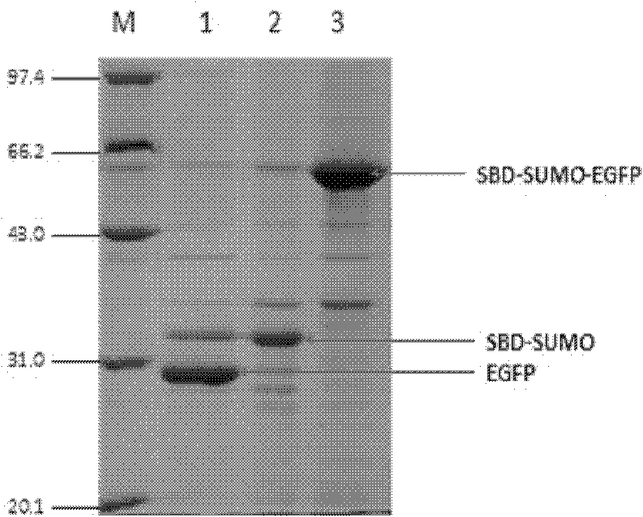 Link application of protein tag