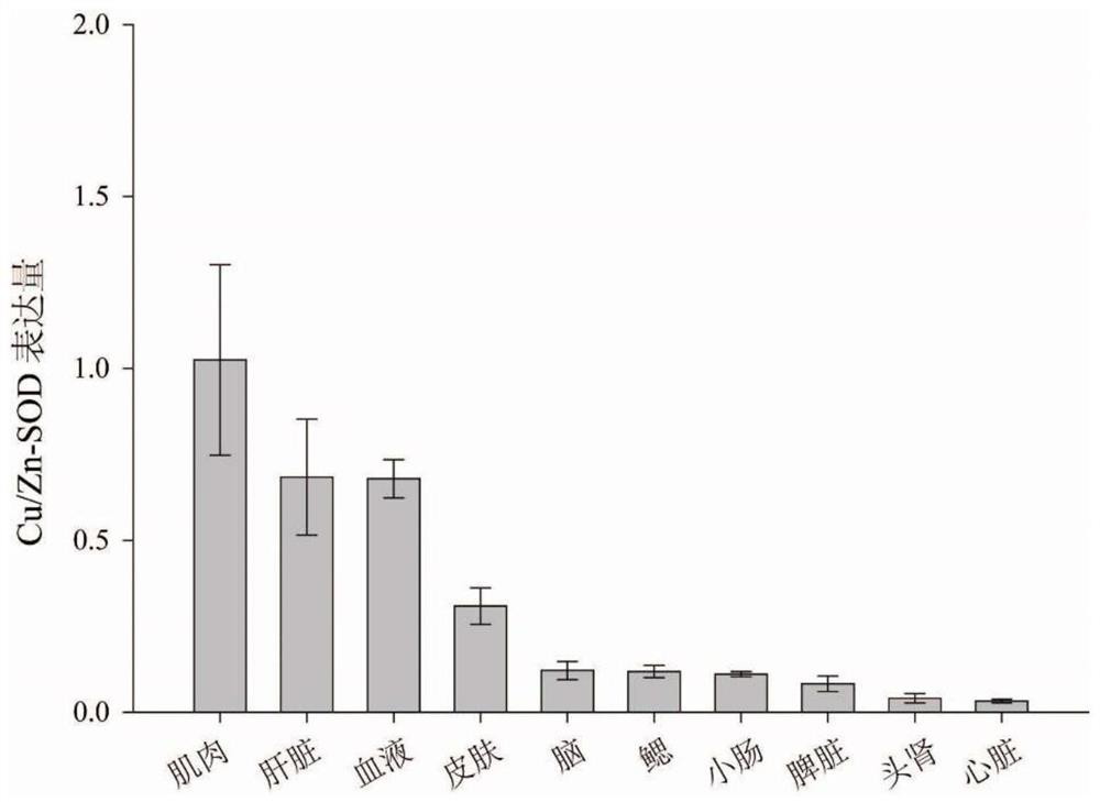 A real-time fluorescent quantitative PCR detection method and primers used for the cu/zn-sod gene of Snakehead sinensis