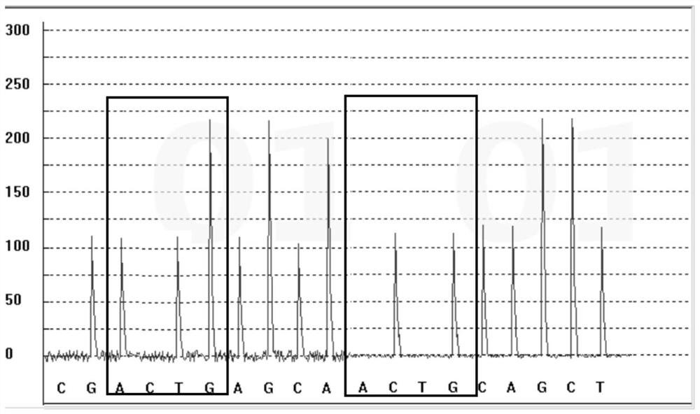 Gene polymorphism detection kit for vitamin D metabolism marker and detection method and application thereof