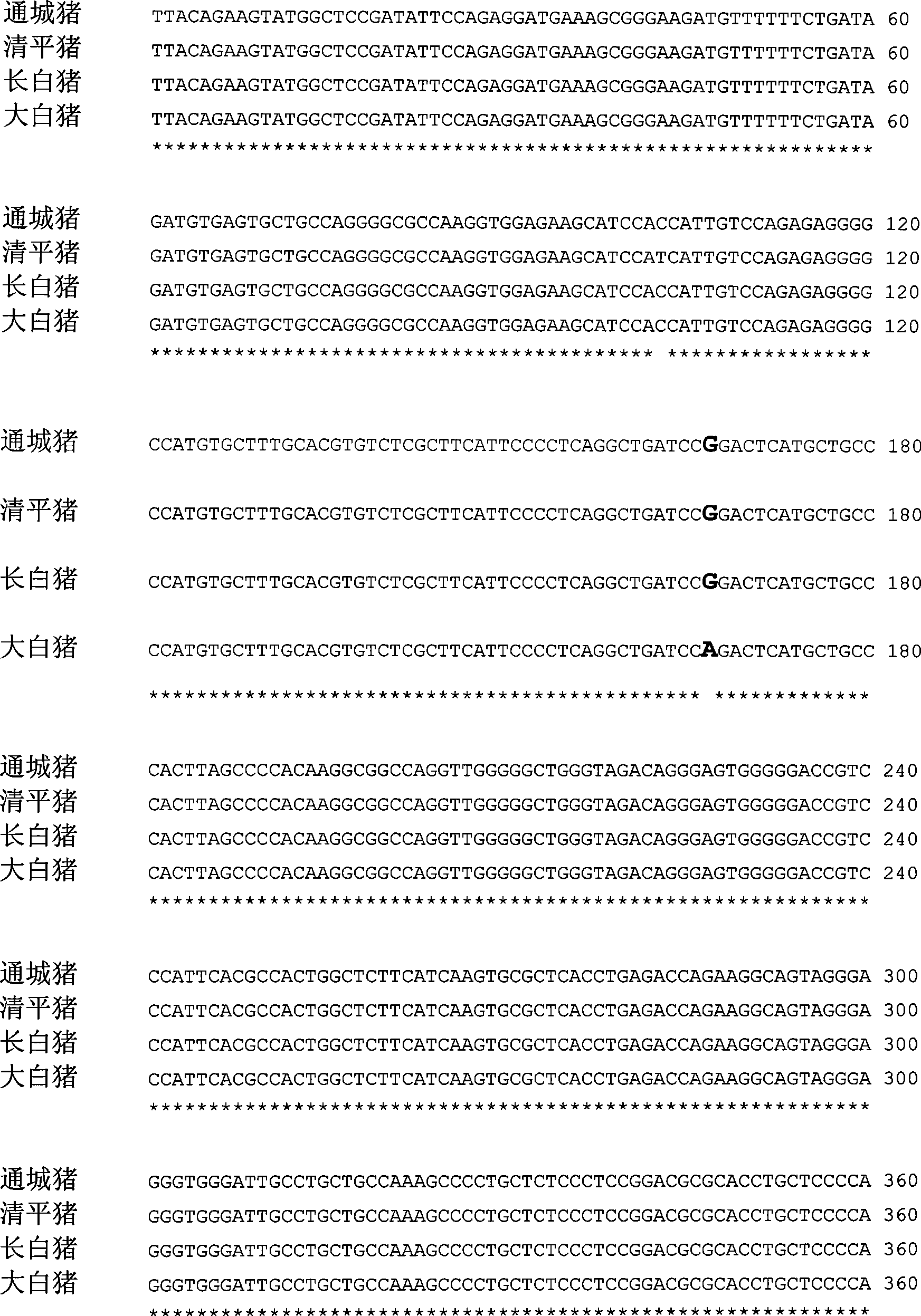 Genetic marker using MX1 genes as pig production trait and use thereof