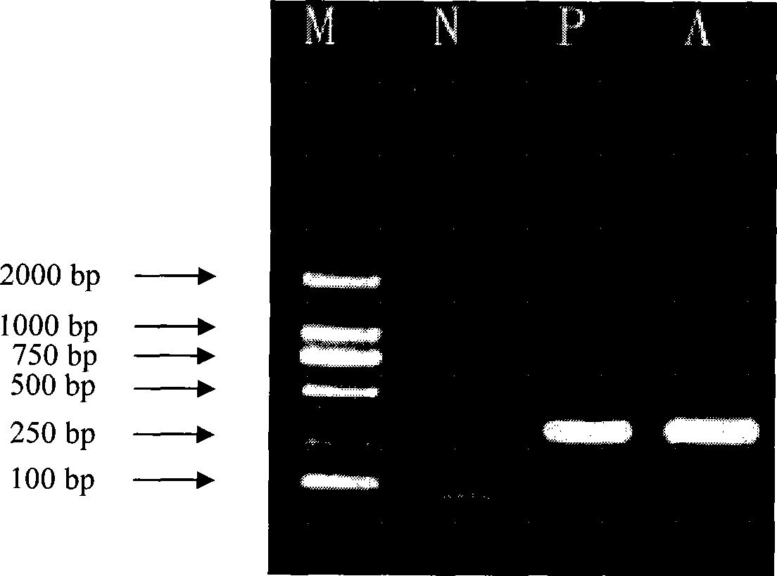 Nucleotide specific to ITS of Balcillus proteus mirabilis and use thereof