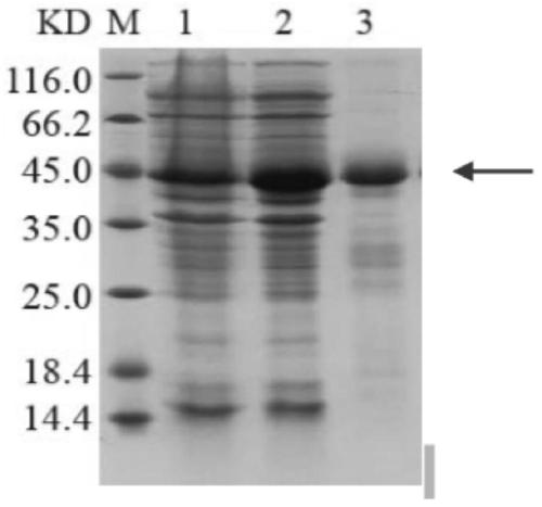 Crassostrea hongkongensis BPI gene, encoded protein and cloning method, and construction method for crassostrea hongkongensis BPI genetic engineering strain