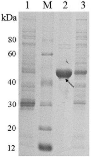A kind of bifidobacterium longum protein, its preparation method and medical application