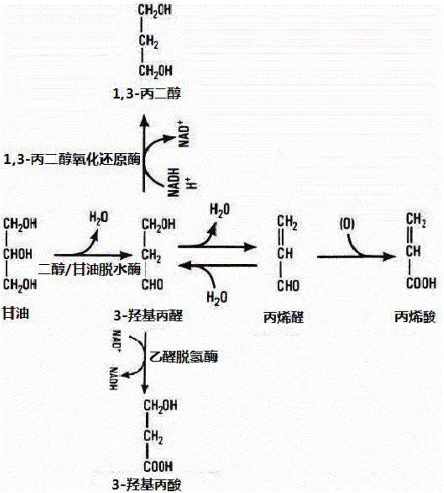 Application of dioldehydrase gene pduCDE