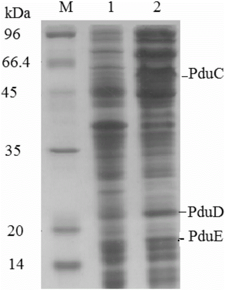 Application of dioldehydrase gene pduCDE