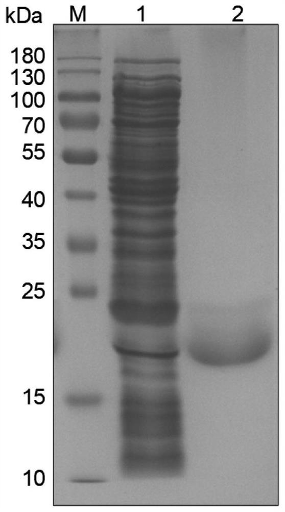 A preparation method and application of polypeptide-mediated biomimetic silica nanoparticles