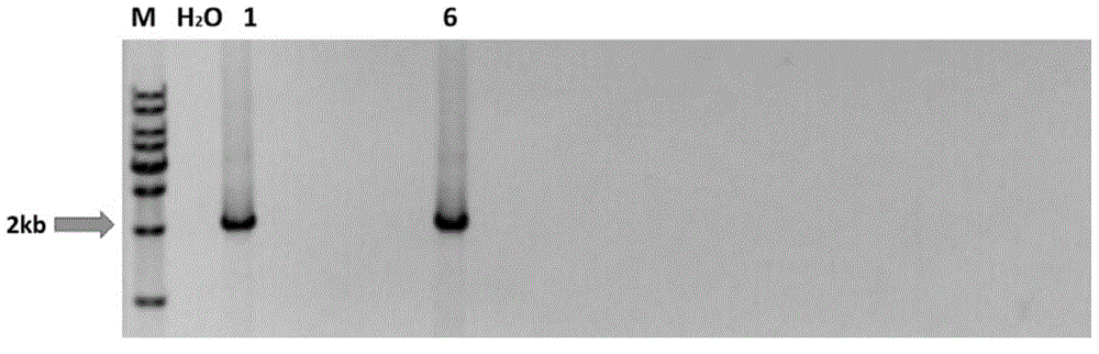 Y-chromosome modification method and application thereof