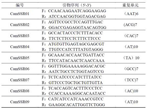 A Marking Method for Marking the Molecular ID Card of New Hybrid Varieties of Four Seasons Camellia