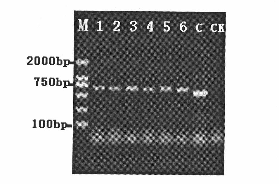 Method for quickly and efficiently extracting deoxyribonucleic acid (DNA) of wheat stripe rust directly from infected wheat leaf blades