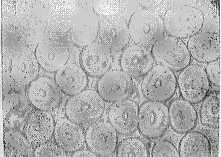 Hollow PVA fiber as well as preparation method and application thereof