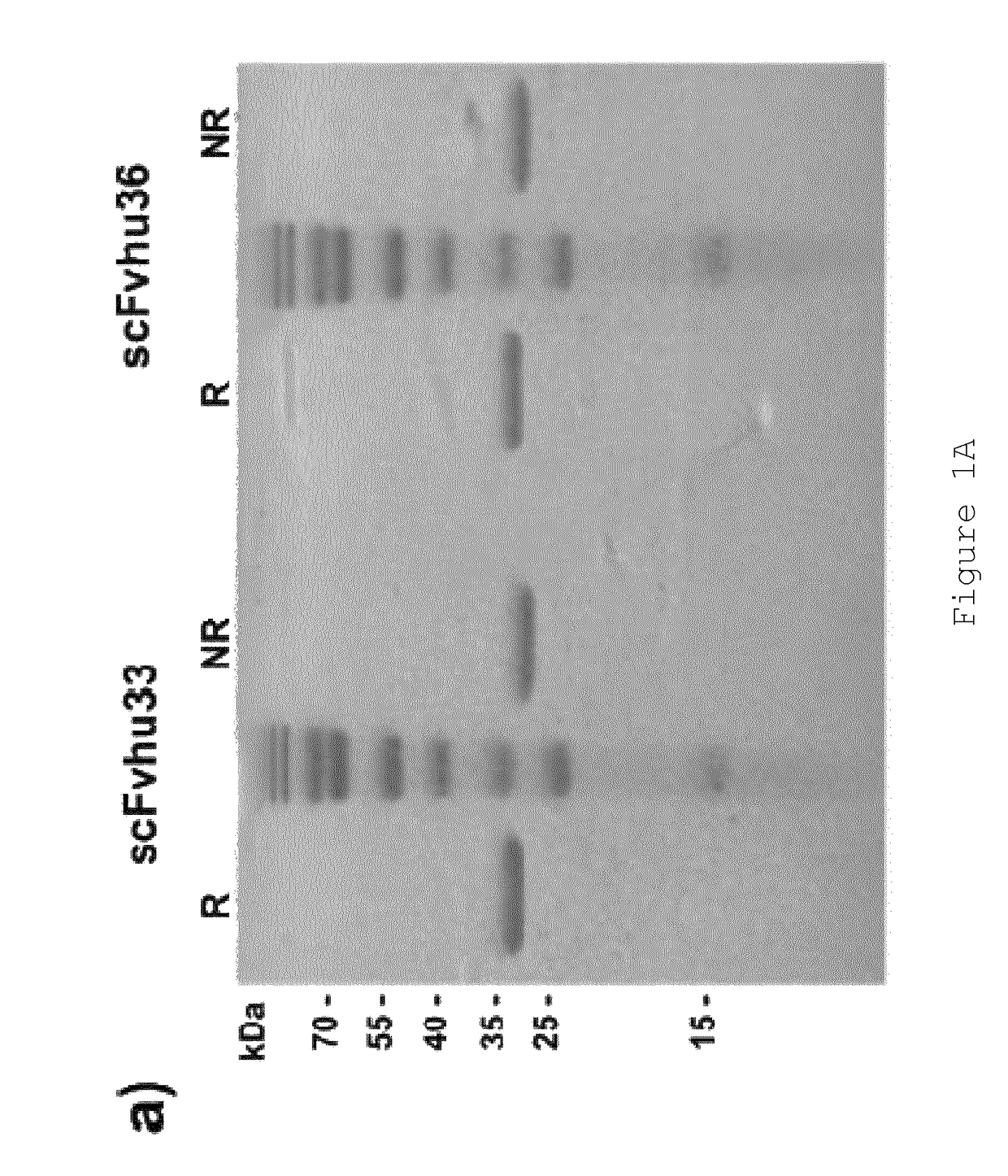 Antibody-drug conjugates and immunotoxins