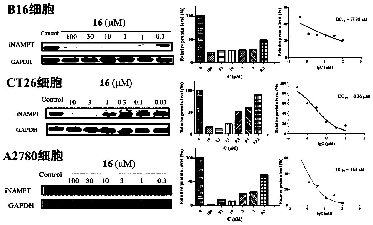 NAMPT protein degradation targeted chimera as well as preparation method and application thereof