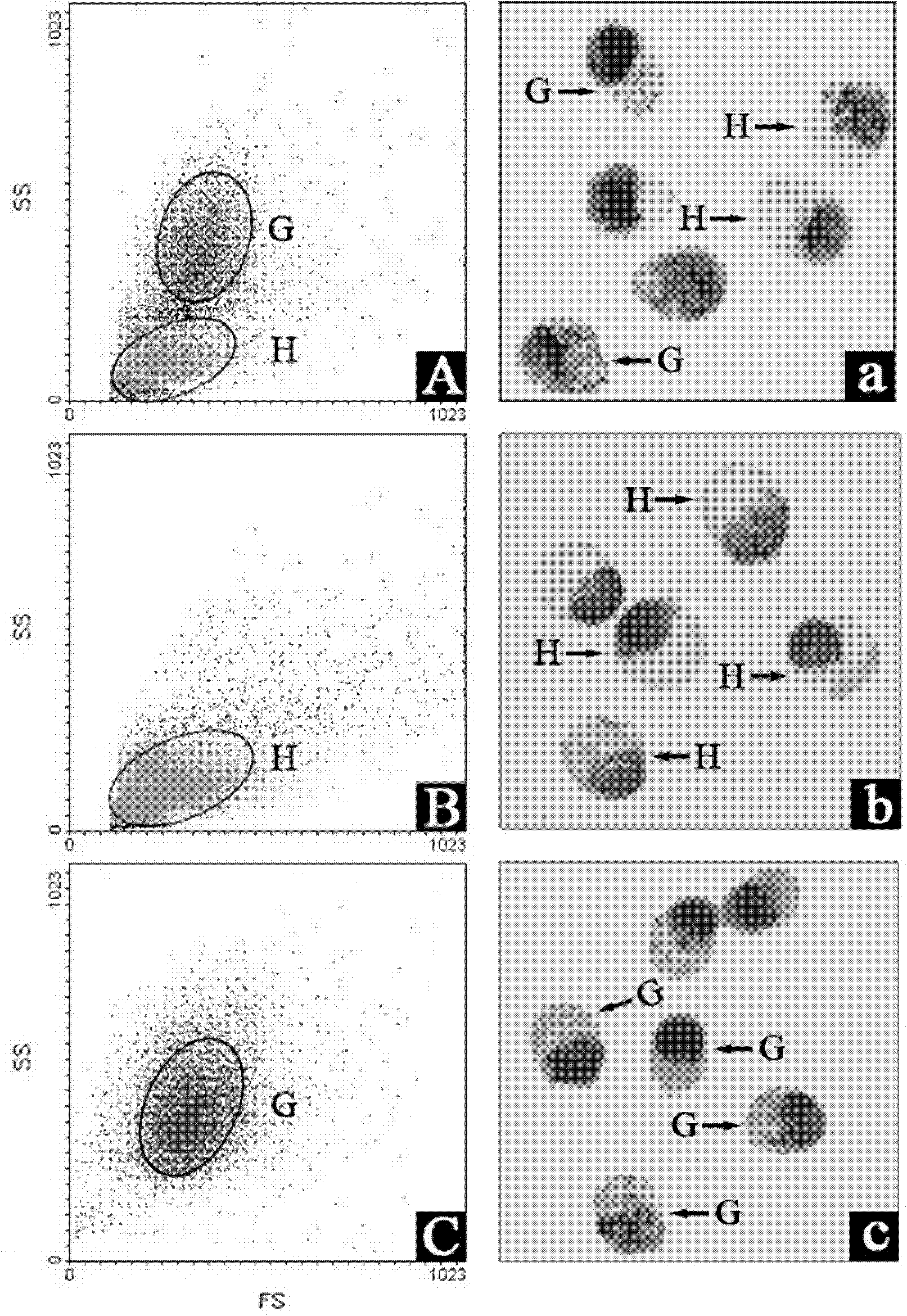 Monoclonal antibody capable of resisting chlamys farrei particle blood corpuscle and preparation method thereof