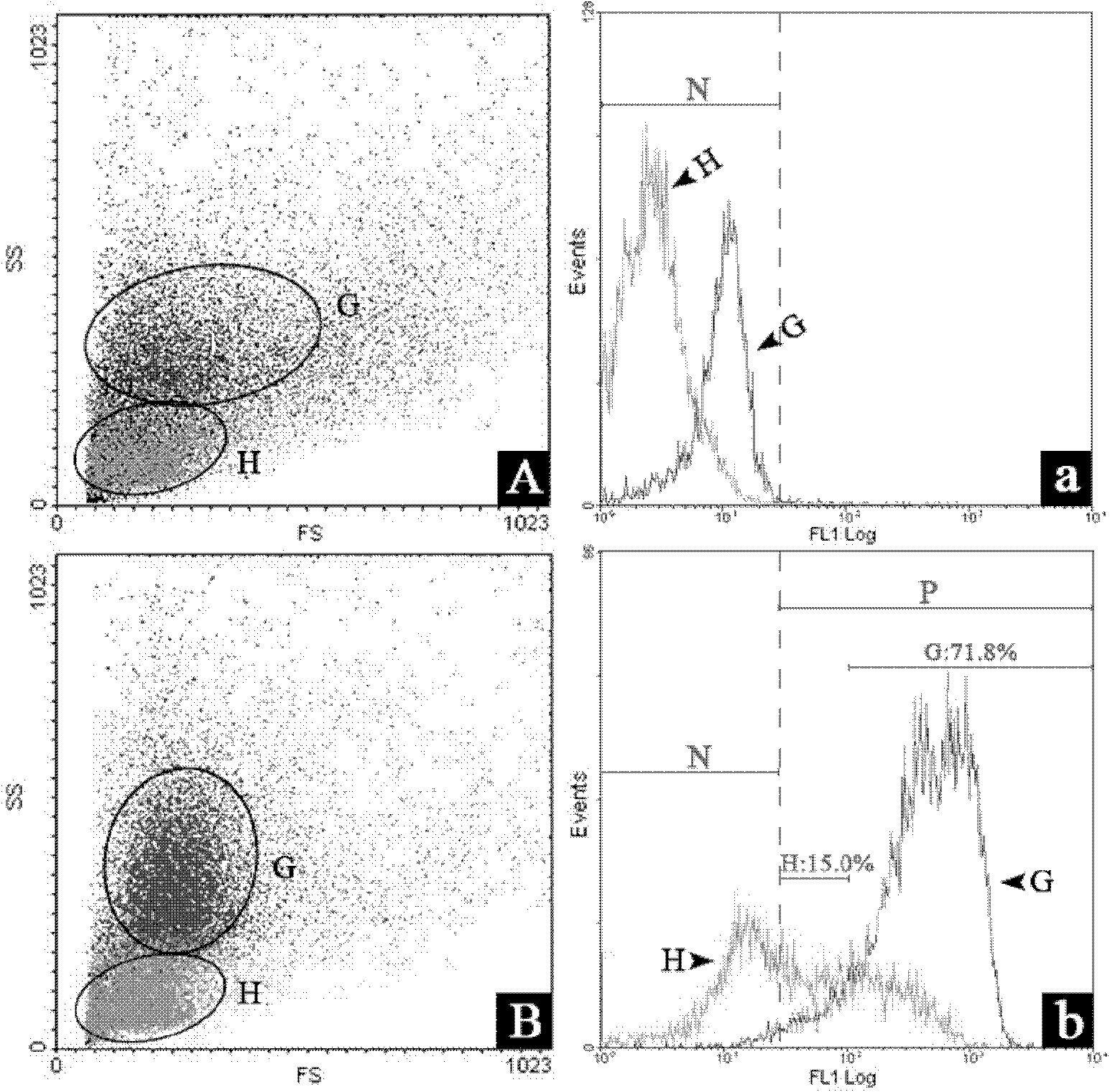 Monoclonal antibody capable of resisting chlamys farrei particle blood corpuscle and preparation method thereof