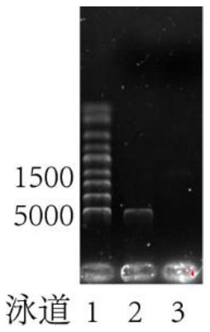 A secondary antibody based on a portable blood glucose meter