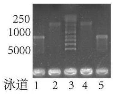 A secondary antibody based on a portable blood glucose meter