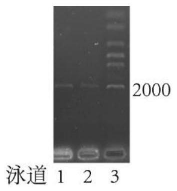 A secondary antibody based on a portable blood glucose meter