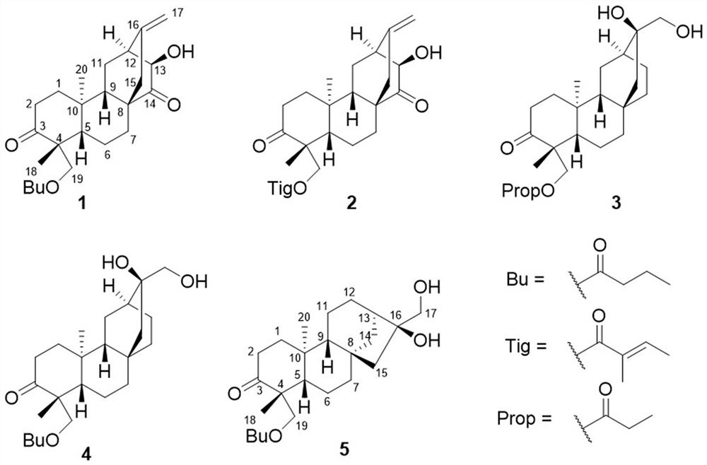 Five diterpenoid compounds derived from euphorbia antiquorum, preparation method and application thereof