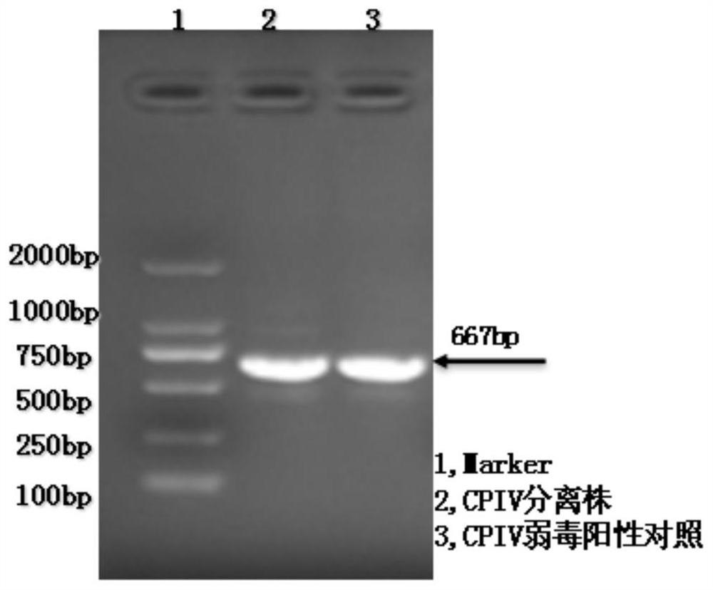Canine parainfluenza virus attenuated strain, application thereof and vaccine