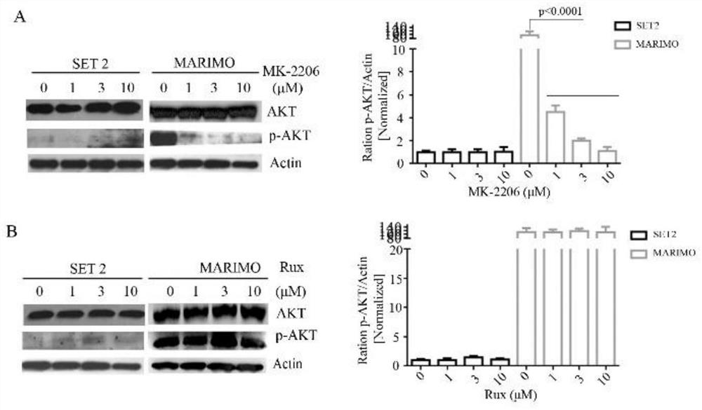 A pharmaceutical composition and its application in the preparation of drugs targeting calreticulin mutations in myeloproliferative diseases