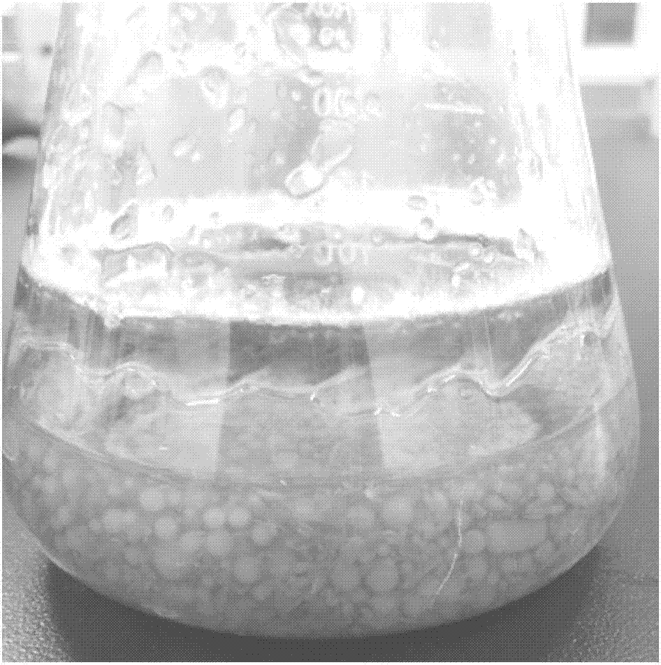 Peeled burdock liquid fermentation medium and method for fermenting agrocybe aegerita