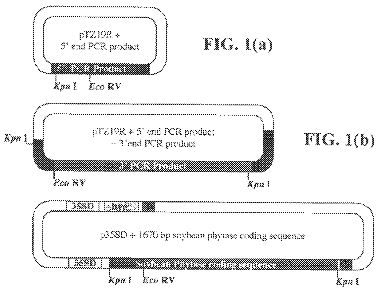 Soybean phytase and nucleic acid encoding the same